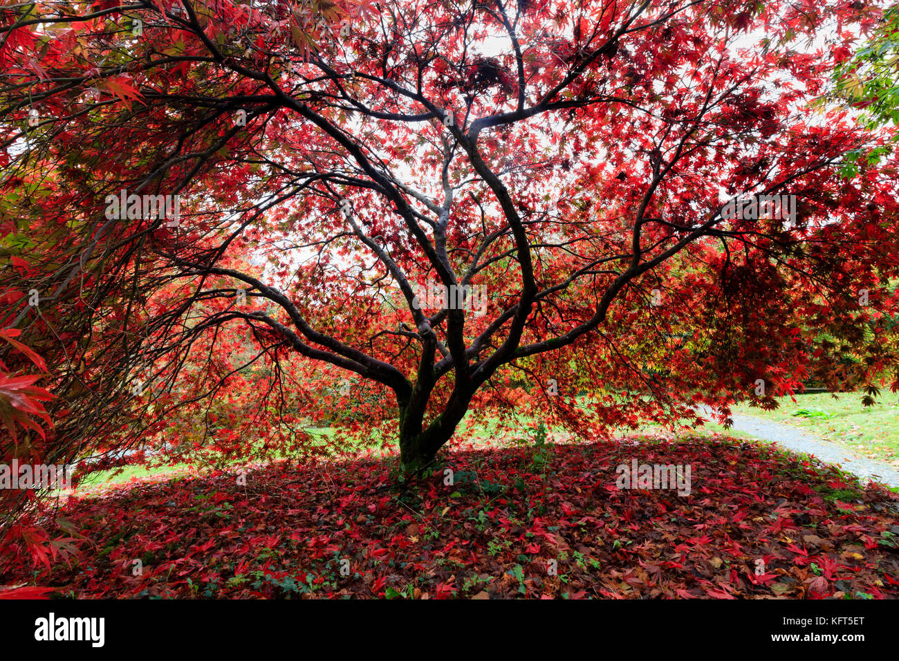 Tettoia con retroilluminazione rossa di fogliame di autunno del giapponese acero Acer palmatum 'Chitoseyama', nell'Acer glade al Garden House, Buckland Monachorum Foto Stock