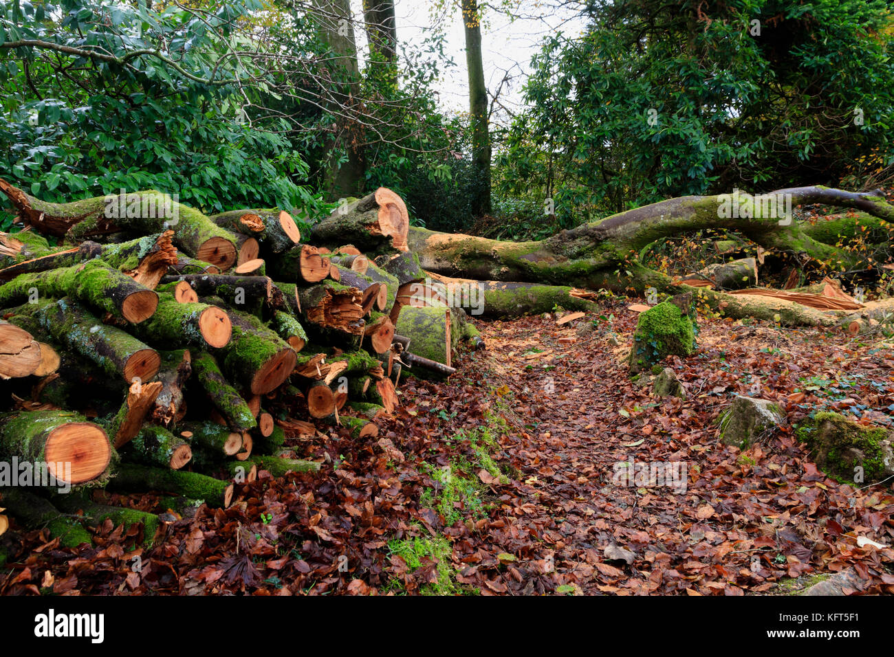 Appena log tagliati da albero interventi chirurgici impilati in una pila di registro tra foglie di autunno in un giardino Devon Foto Stock