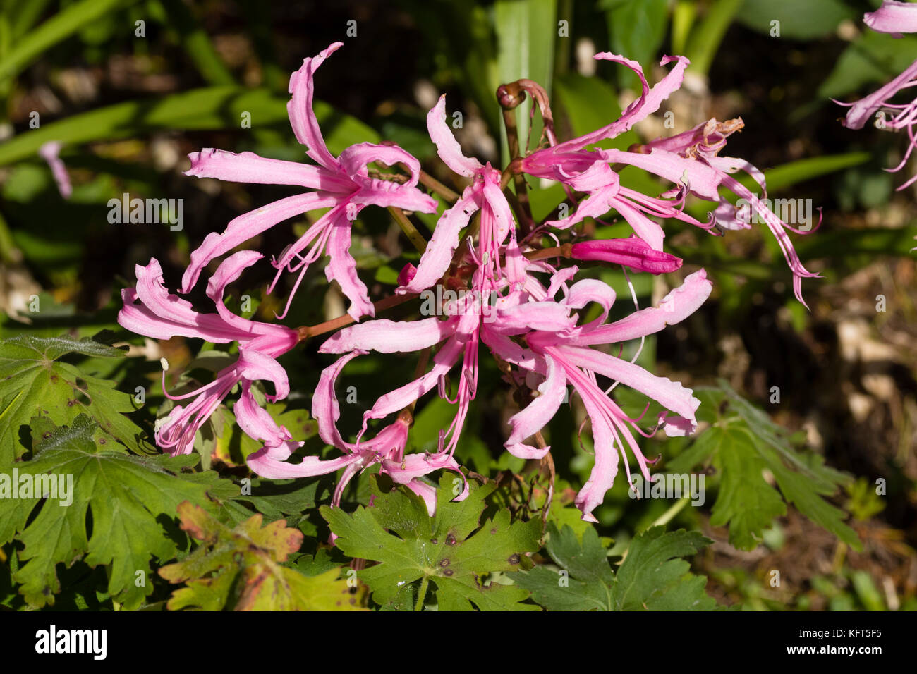 Restringere pnk petali di teh fioritura autunnale South African hardy lampadina, Nerine bowdeni Foto Stock