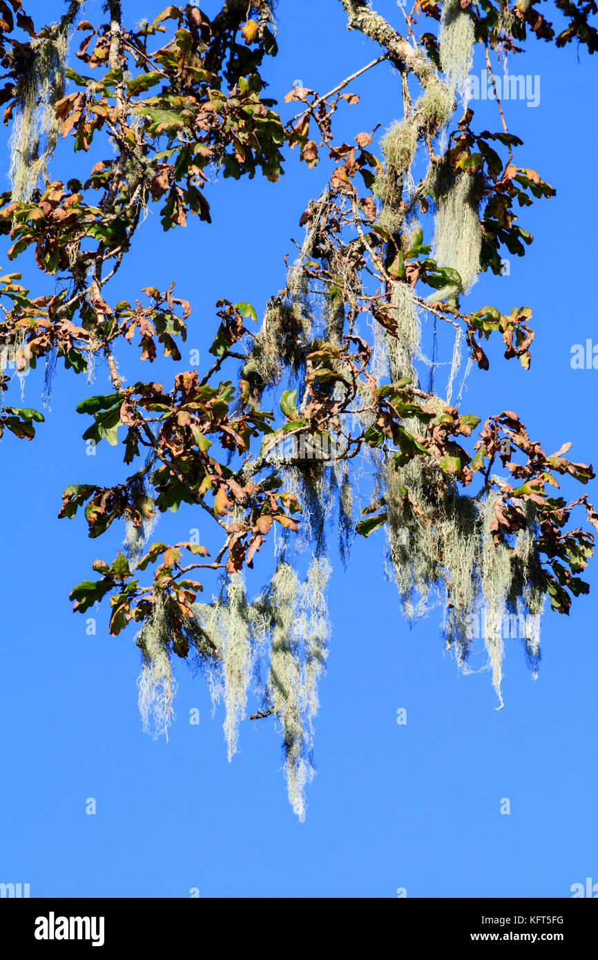 Ammassato starnds pendolari della stringa di salsicce lichen, Usnea articulata, nei rami di un vecchio albero di quercia Foto Stock