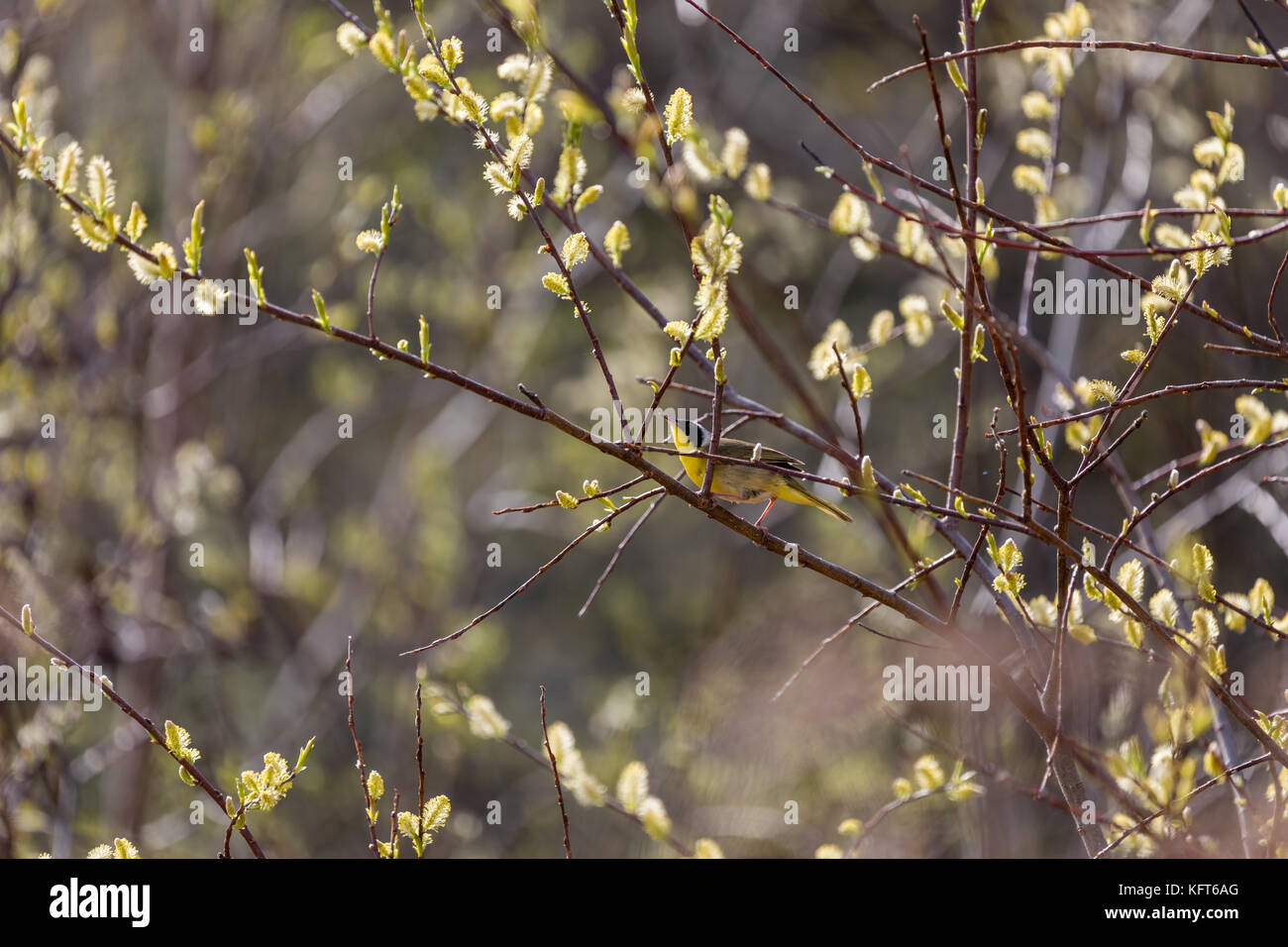 Yellowthroat comune (geothlypis trichas), superior rive, due porti, minnesota, Stati Uniti d'America Foto Stock