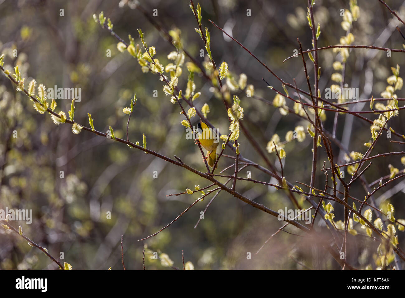 Yellowthroat comune (geothlypis trichas), superior rive, due porti, minnesota, Stati Uniti d'America Foto Stock