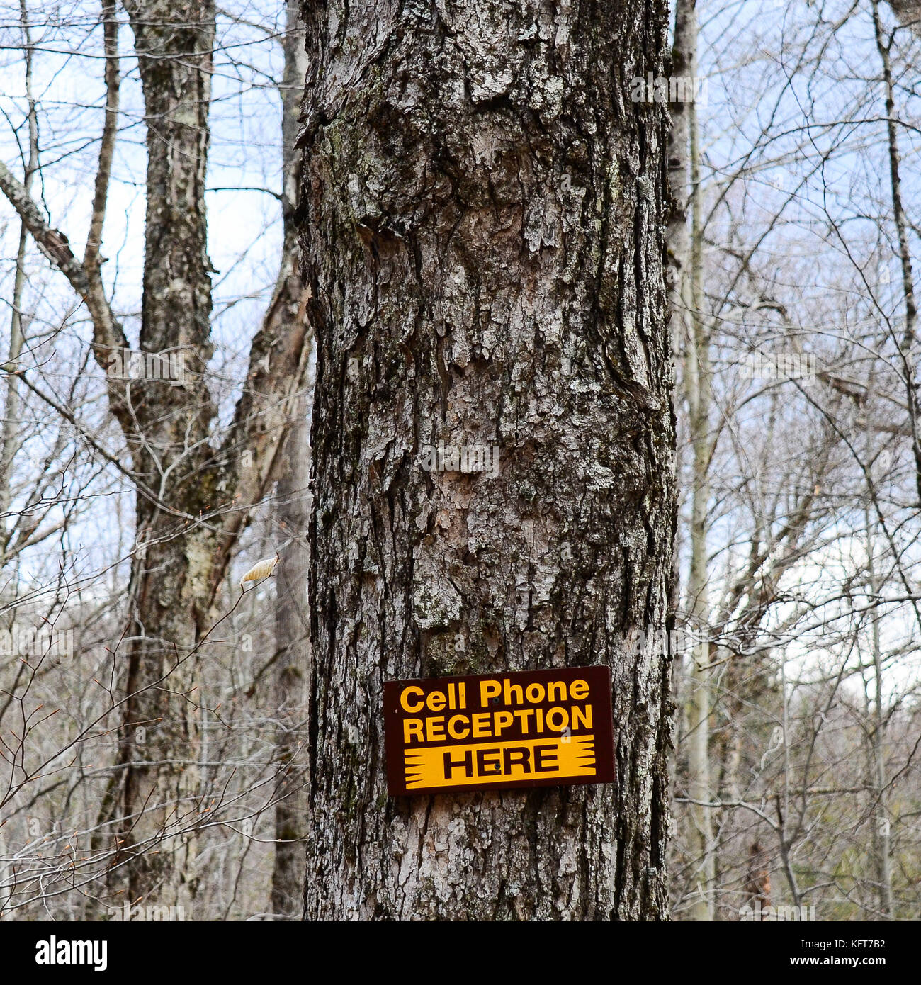 Segno su un albero nel deserto adirondack che indica una zona dove la ricezione del telefono cellulare è disponibile. Foto Stock