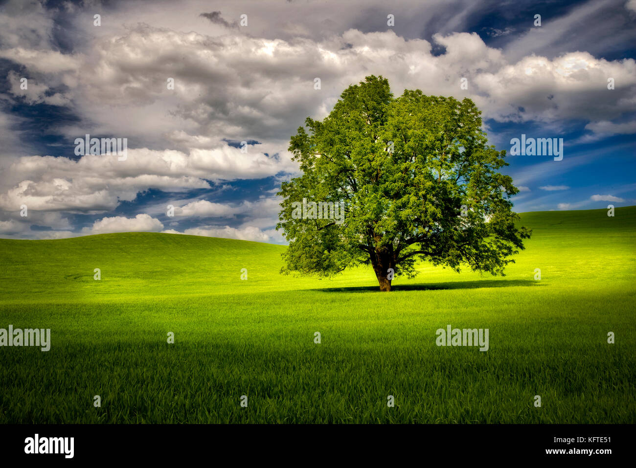 Lone Tree nel campo di grano. Il palouse, Washington Foto Stock