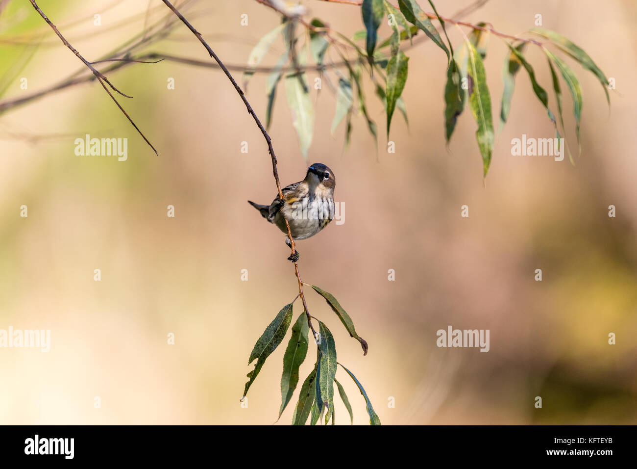 Ed trillo (setophaga coronata), appollaiato su un ramo di salice, dodge centro natura, minnesota, Stati Uniti d'America Foto Stock