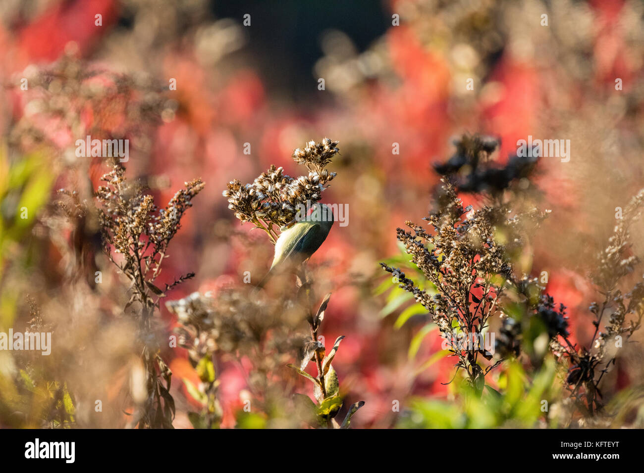 Trillo trovato insetti su alcuni oro Foto Stock