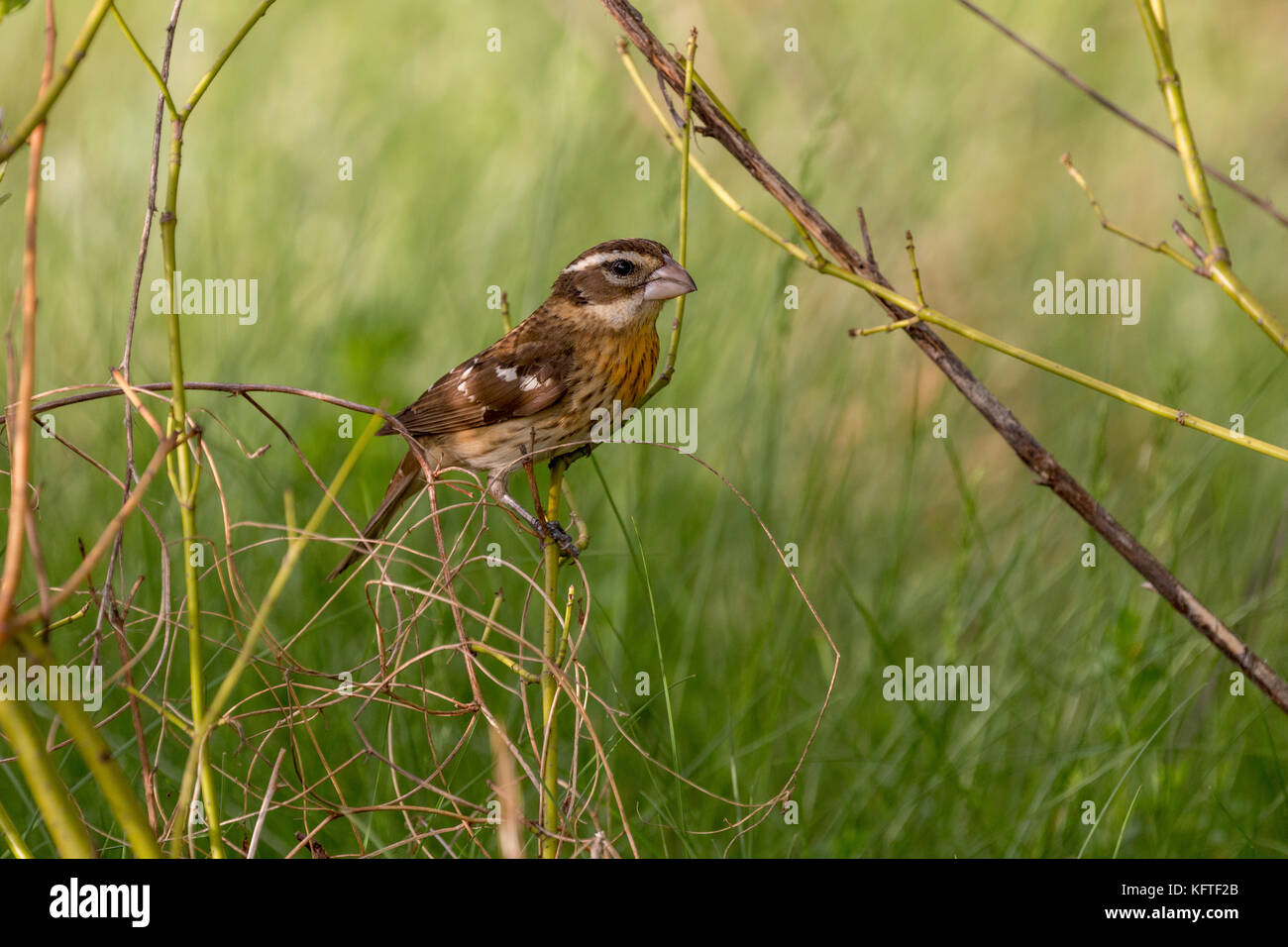 Rose-breasted grosbeak (pheucticus ludovicianus), il Parco Riserva del Lago Elmo, Minnesota, Stati Uniti d'America Foto Stock