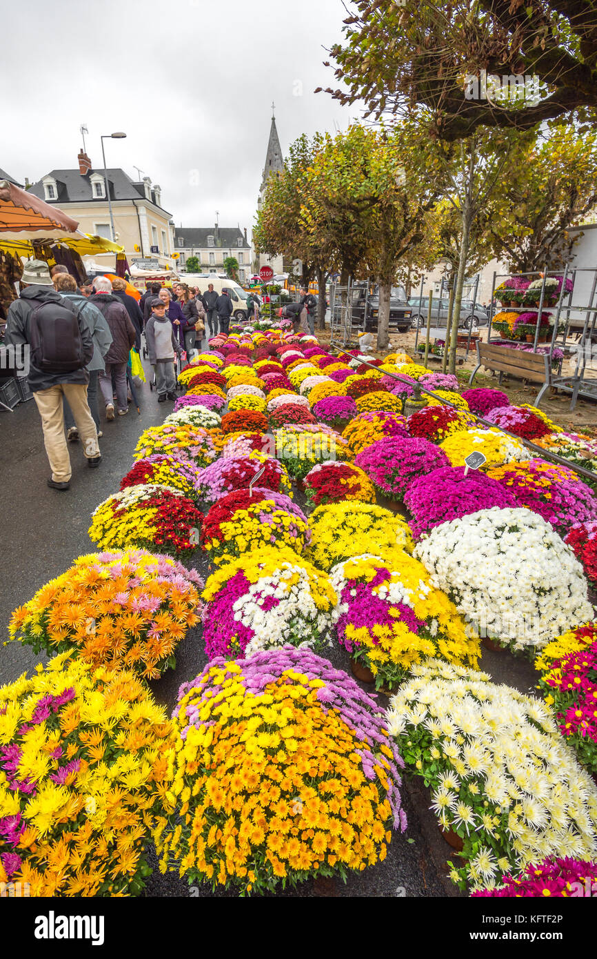 Pentole di michaelmas margherite nella strada del mercato - Francia. Foto Stock