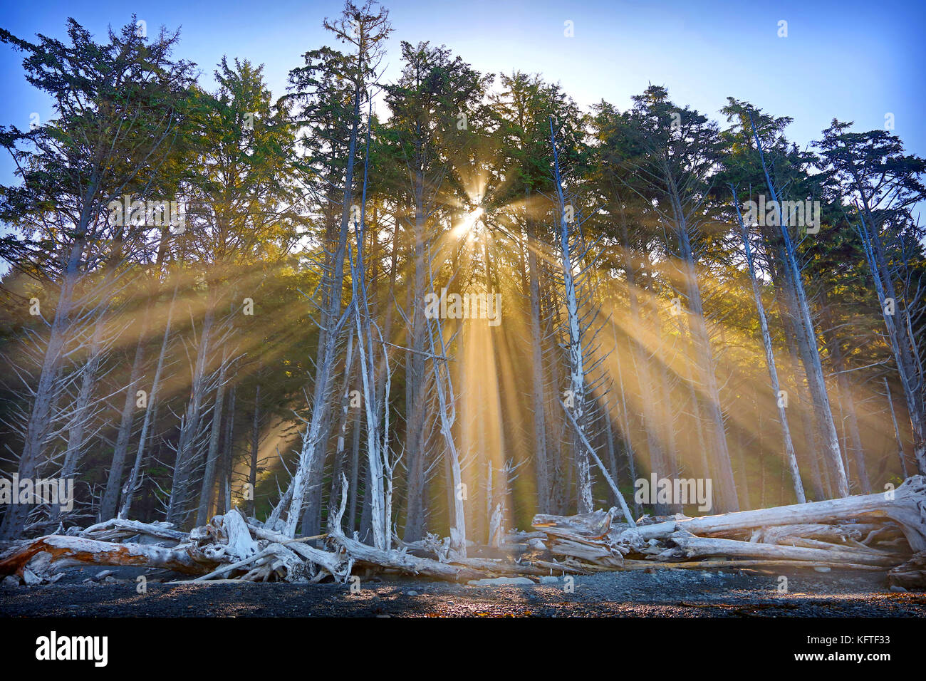 Sunrise attraverso gli alberi a Rialto Beach, Mora, Washington, Penisola Olimpica. Foto Stock