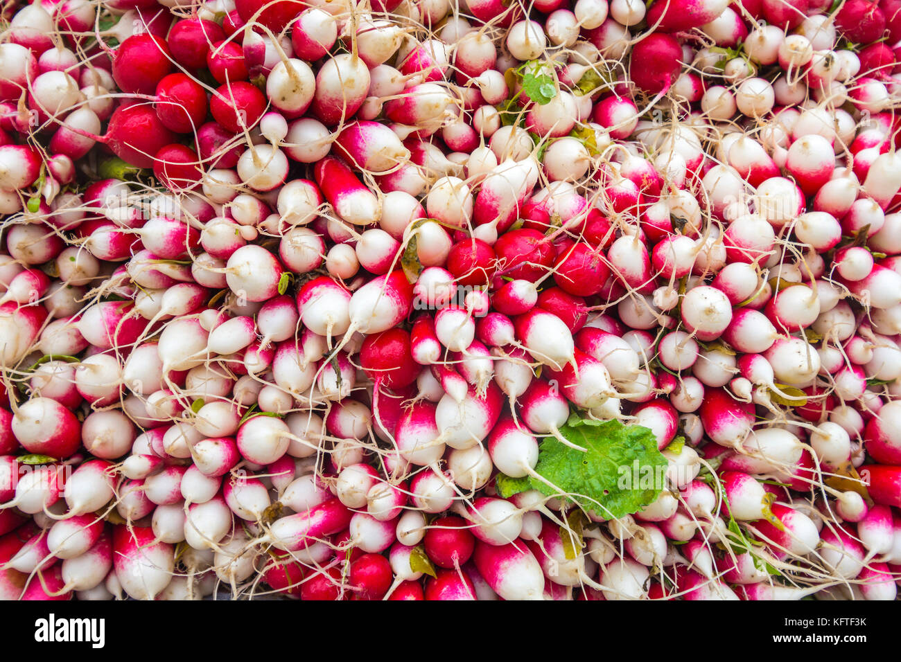 Mazzetti di ravanelli in stallo di mercato - Francia. Foto Stock
