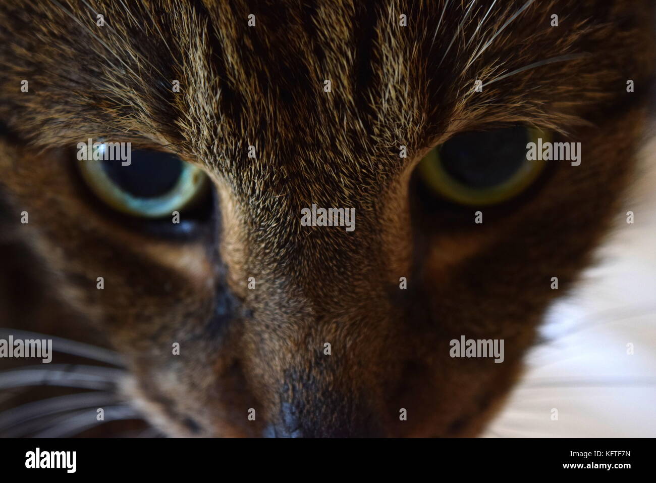 Occhi di gatto Foto Stock