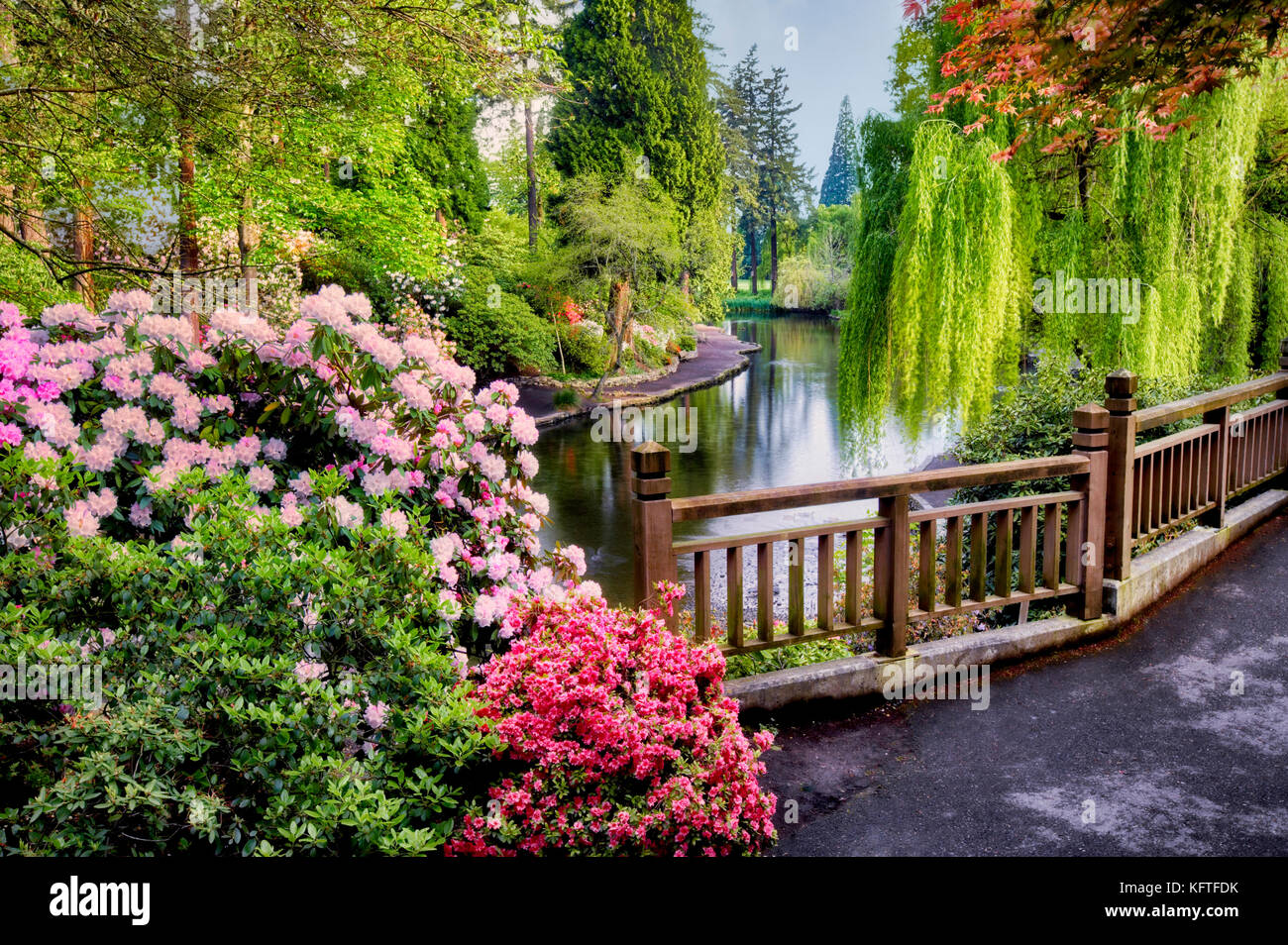 Stagno e oche con rododendri bloominmg ai Crystal Gardens. Portland. Oregon Foto Stock