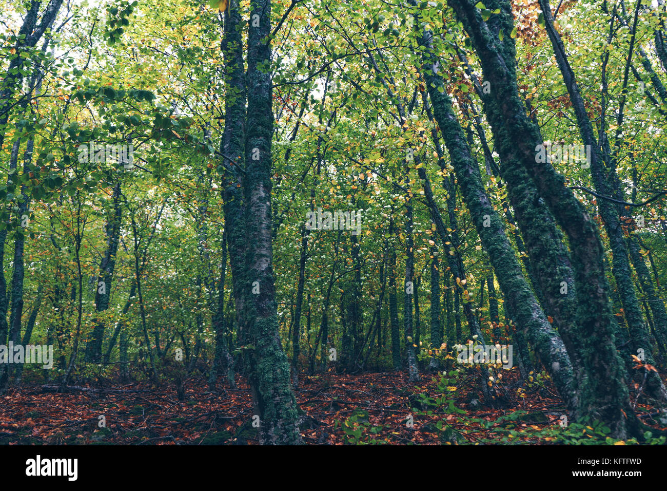 In autunno la foresta, la bellissima natura dello sfondo. Foto Stock