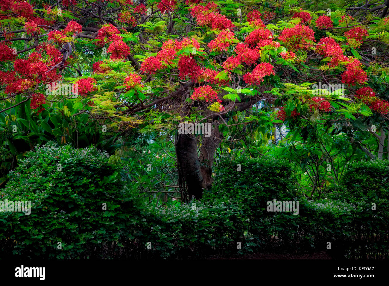 Poinciana reale con fiori rossi. Giardino botanico tropicale nazionale. Kauai, Hawaii Foto Stock