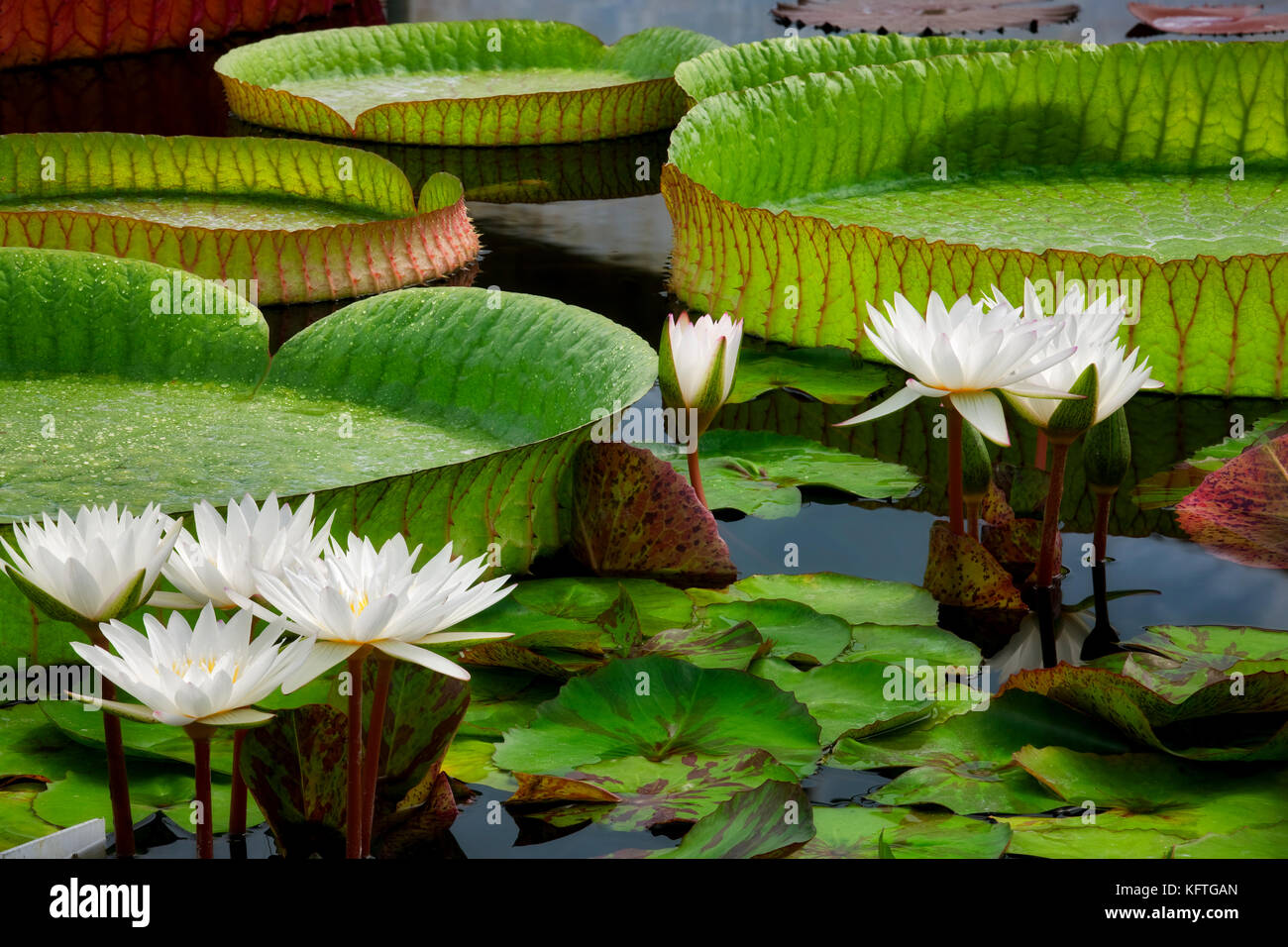 White ninfee tropicali e grandi Amazon Lily foglie. Hughes giardini  d'acqua, Oregon Foto stock - Alamy