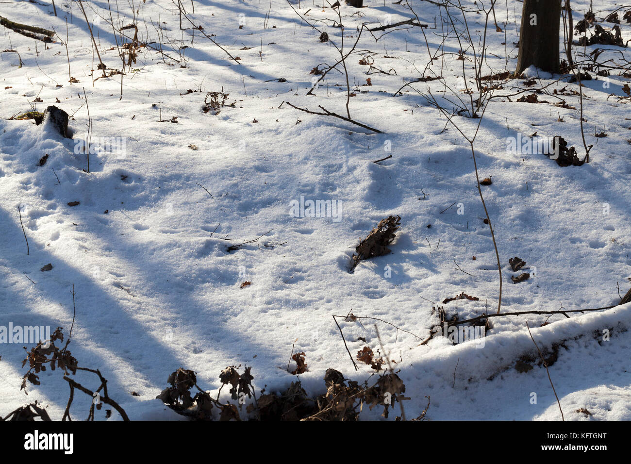 Stagione invernale nella foresta Foto Stock