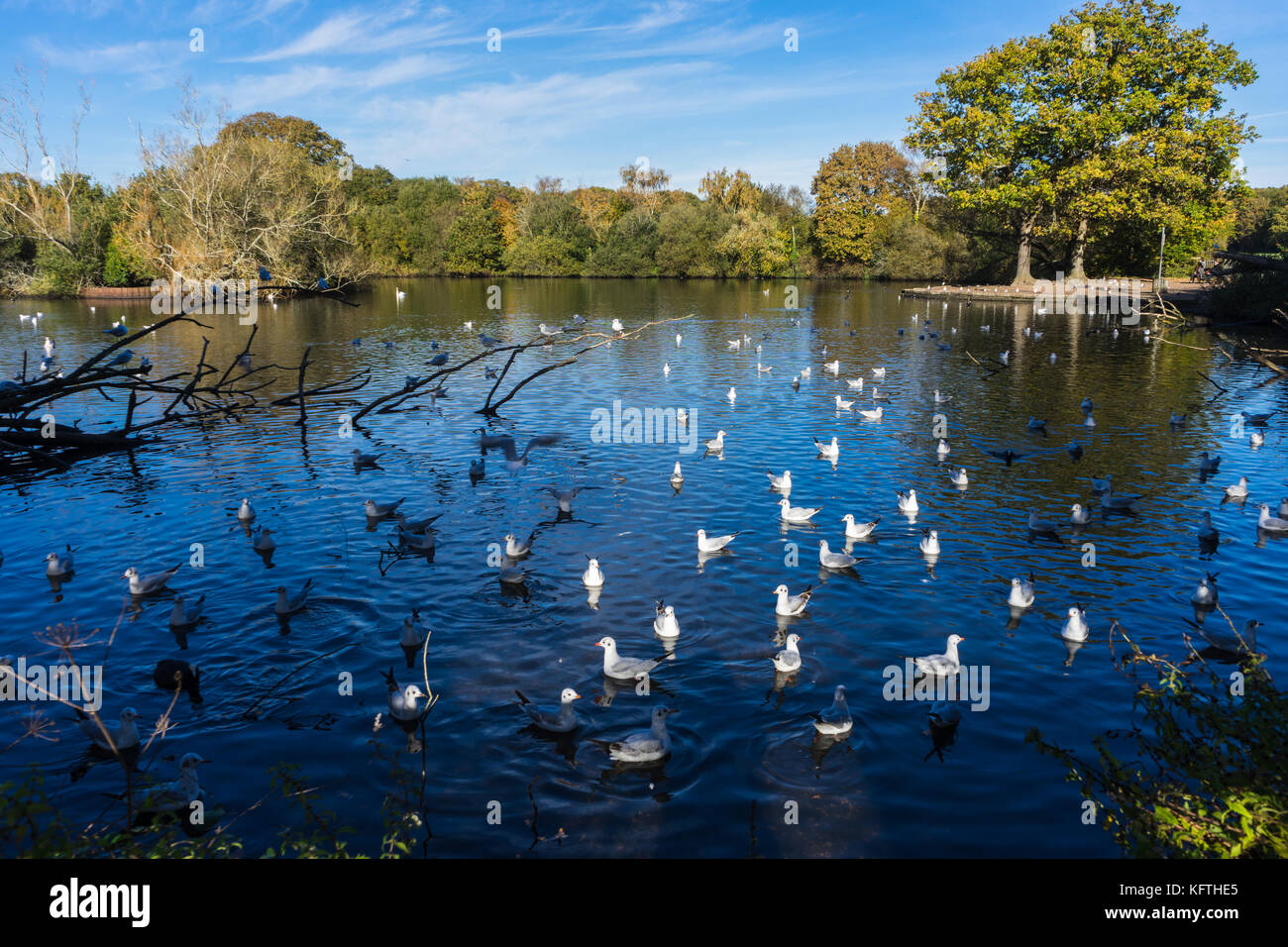 Gabbiani sul lago del cimitero nel comune di Southampton, Southampton, Regno Unito Foto Stock