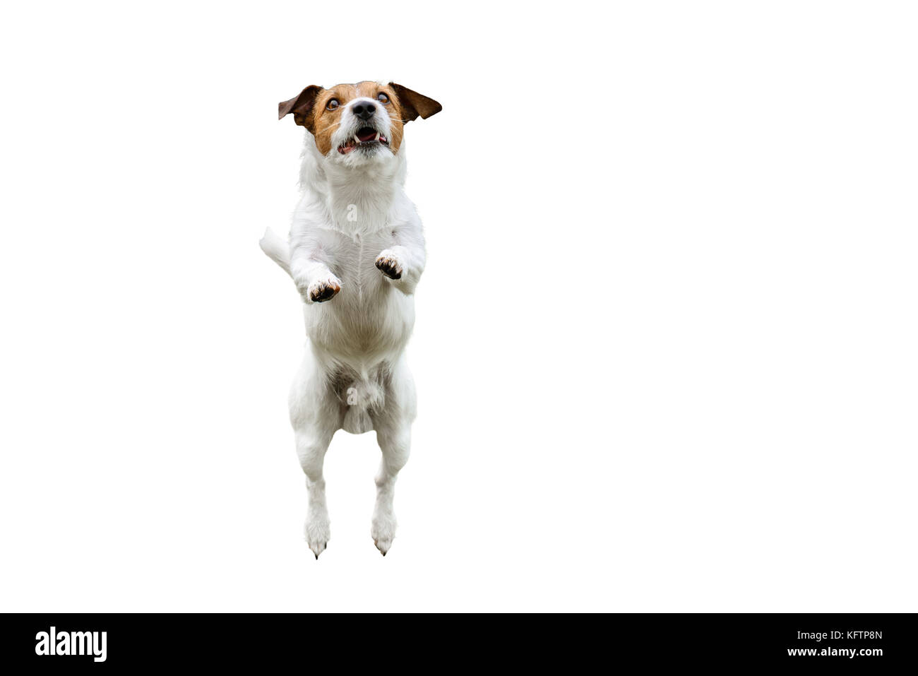 Isolato sul cane bianco salta in alto e in avanti Foto Stock