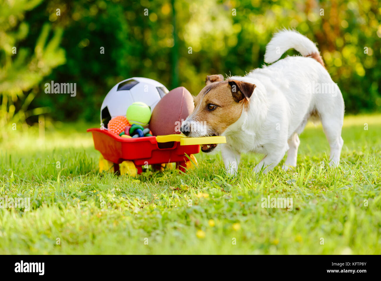 Attività sportive cane recupera raccolta di palle e giocattoli nel carrello Foto Stock