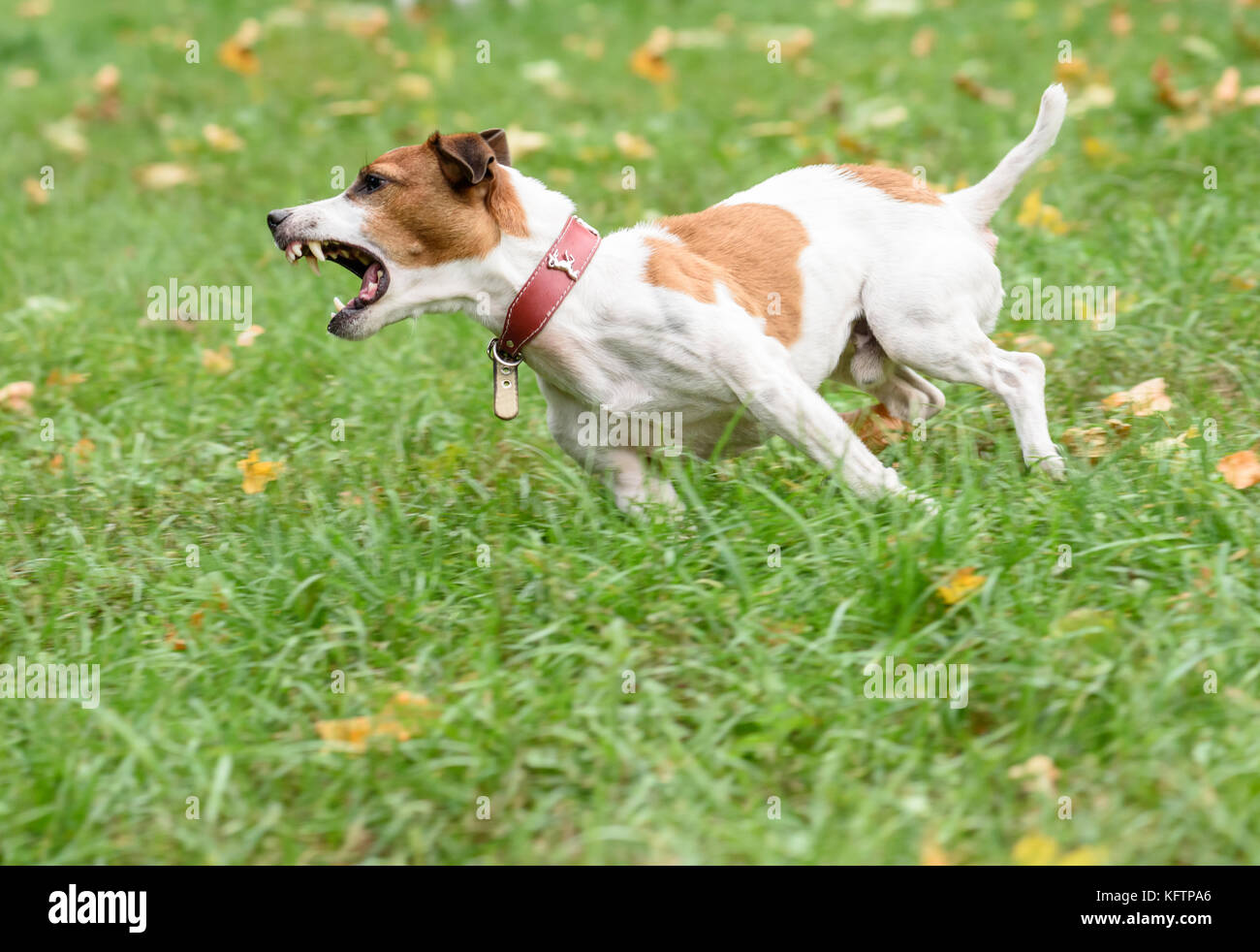 Arrabbiato cane che abbaia in esecuzione sull'erba Foto Stock