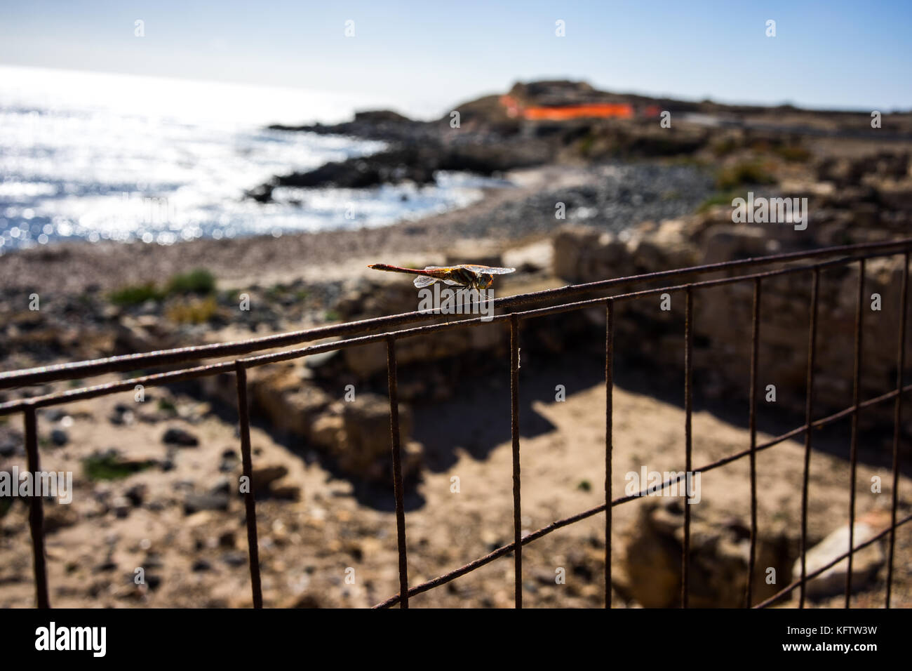Primo piano di una libellula Foto Stock