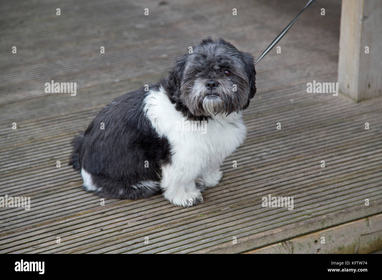 Piccolo Cane, Portrush, Co. Antrim, Irlanda del Nord Foto Stock