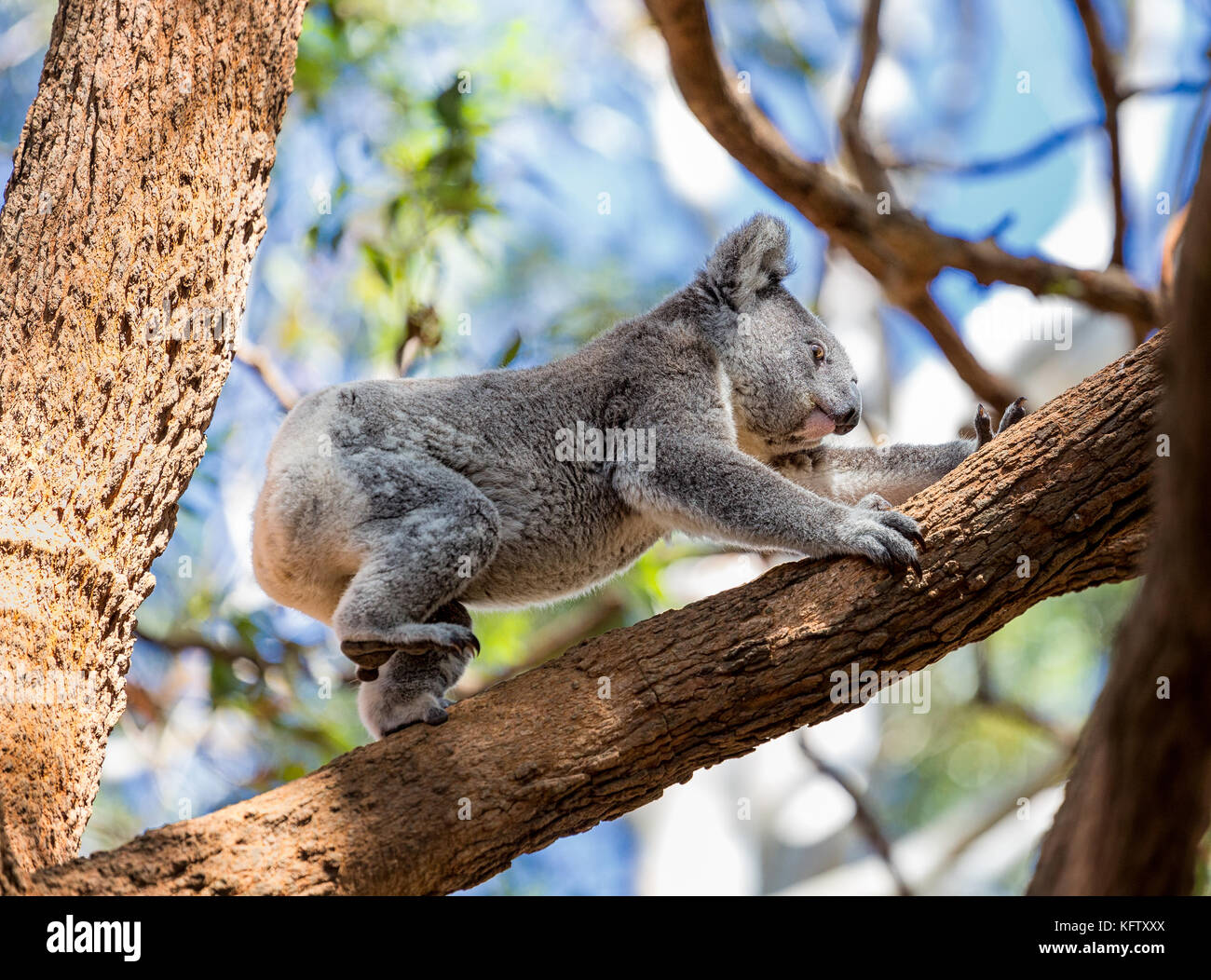 Il koala bear arrampicata in alberi Foto Stock