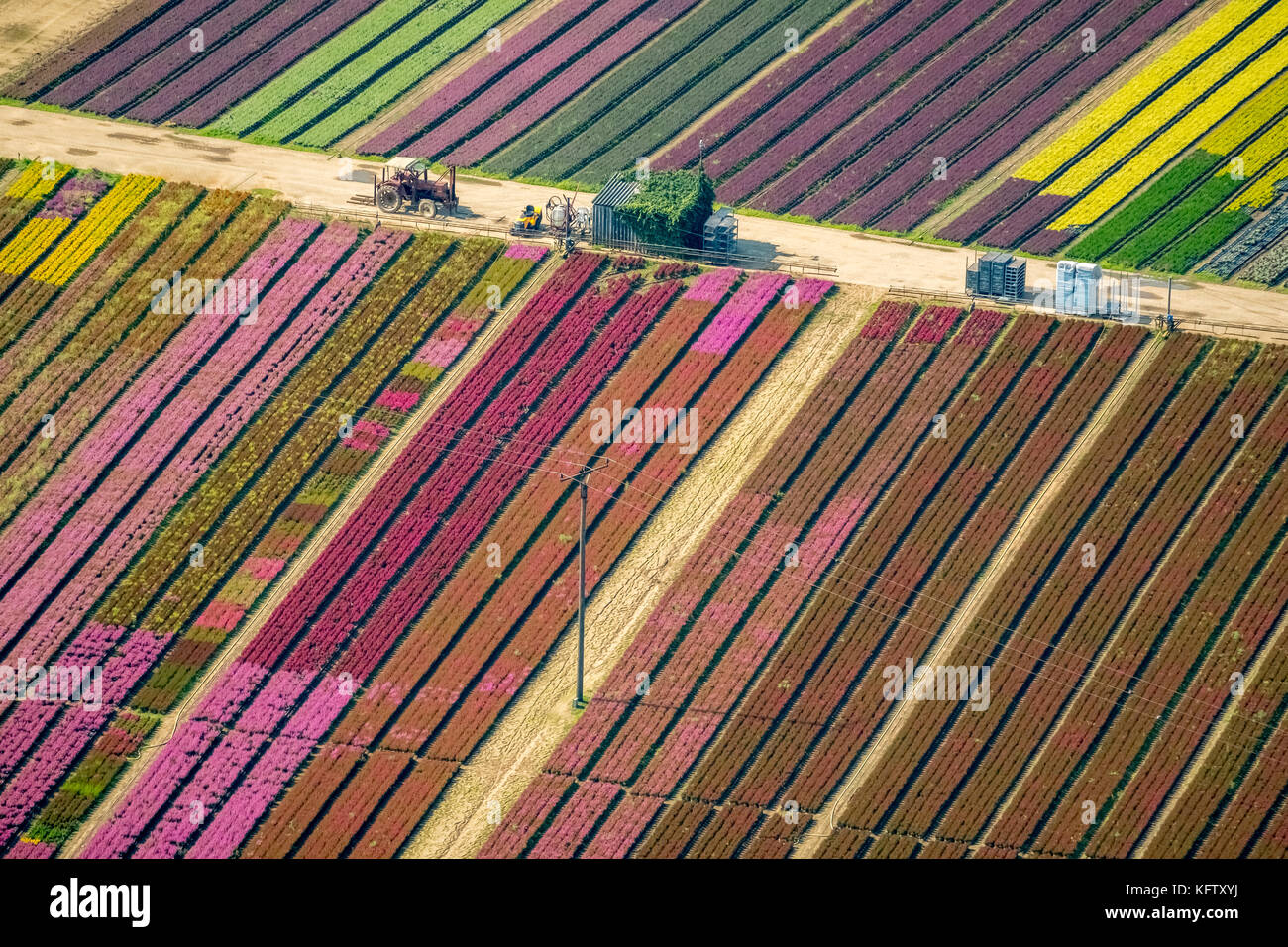 Isselburg, Niederrhein, giardinaggio Dwarsefeld, piantagione di brughiera, piante di crisantemo, agricoltura, orticoltura, Isselburg, Renania Settentrionale-Vestfalia, GE Foto Stock