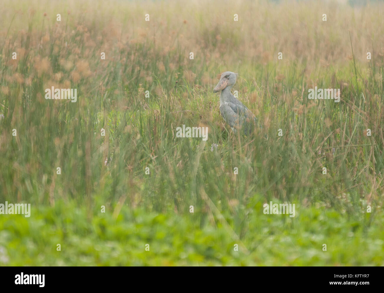 Cicogna Shoebill nel suo habitat delle paludi, Murchison Falls National Park, Uganda. Foto Stock