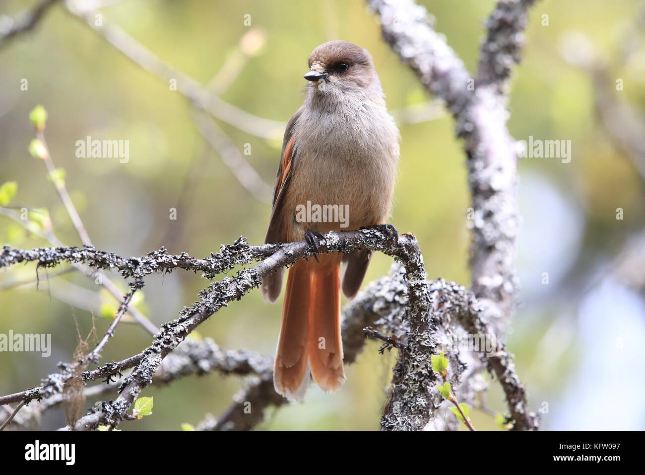 Siberian jay svezia Foto Stock