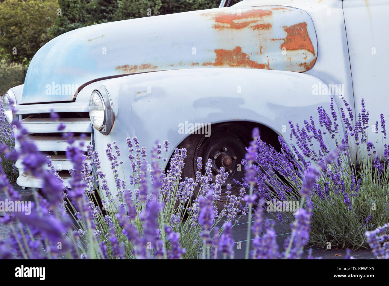 Vintage carrello parcheggiato in un campo di lavanda in fiore Foto Stock