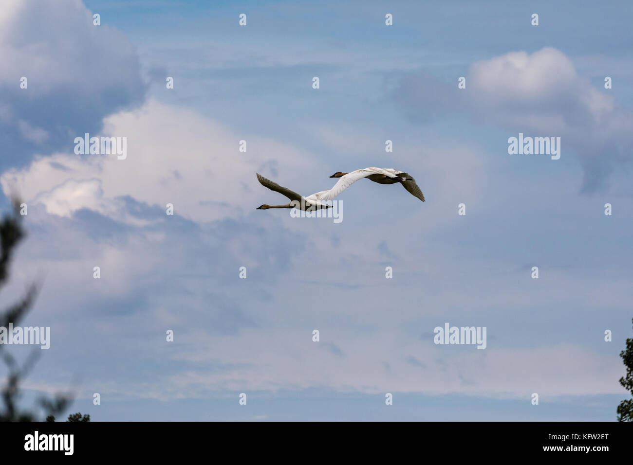 Trumpeter swan (cygnus buccinatore), sorvolando il parco riserva del Lago Elmo, Minnesota, USA, America del nord Foto Stock