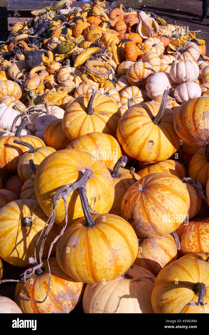 Agriturismo mercato. zucche raccolto. Foto Stock