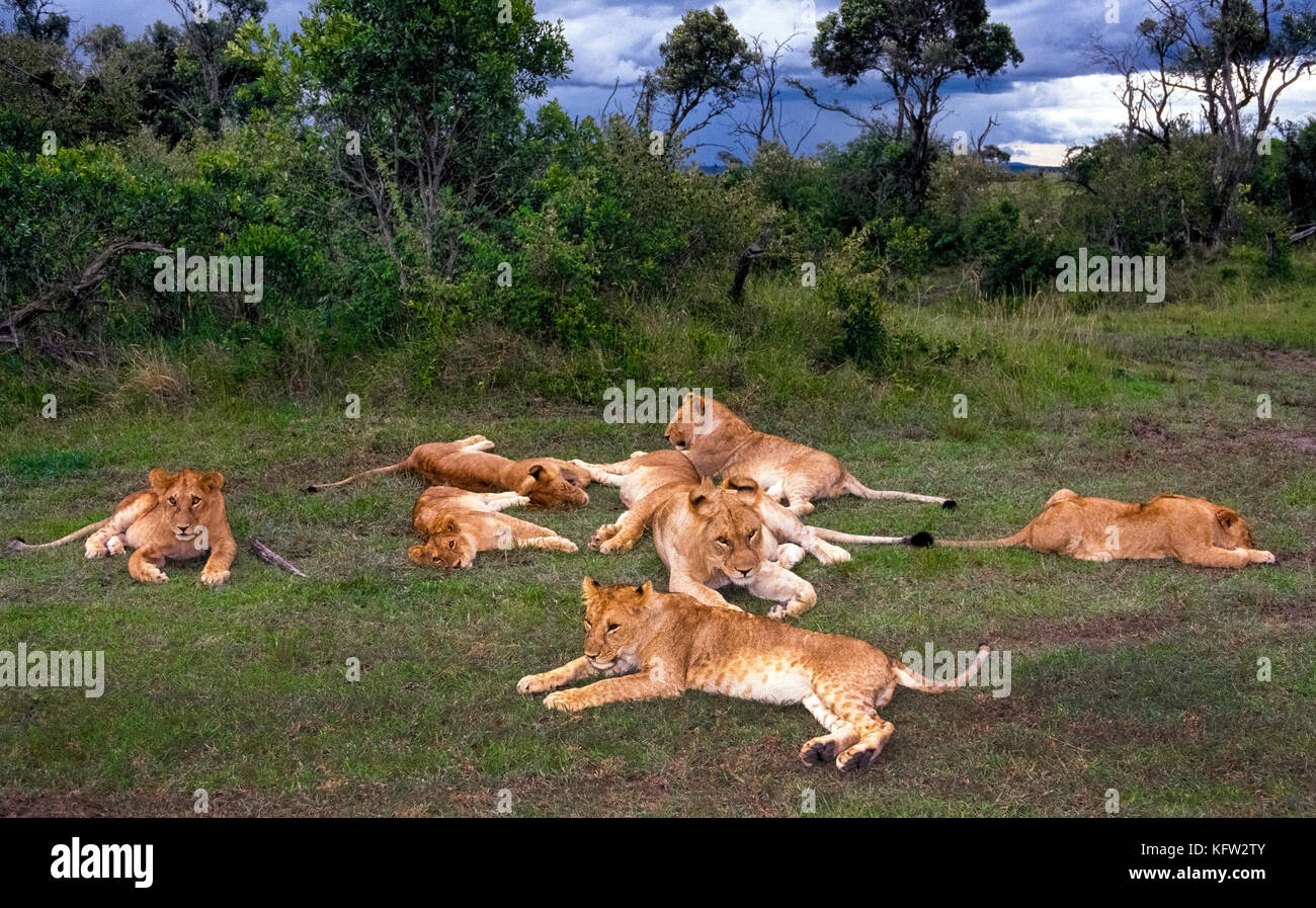 Un orgoglio di otto leoni africani (Panthera leo) resto insieme nella Riserva Nazionale di Masai Mara, uno dei migliori giochi-Visualizzazione di parchi in Kenya, Africa orientale. A differenza della maggior parte degli altri gatti grandi, i Lions sono socievole piuttosto che animali solitaria. Rilassarsi insieme e dormire durante la maggior parte della giornata, prima a caccia di notte. Foto Stock