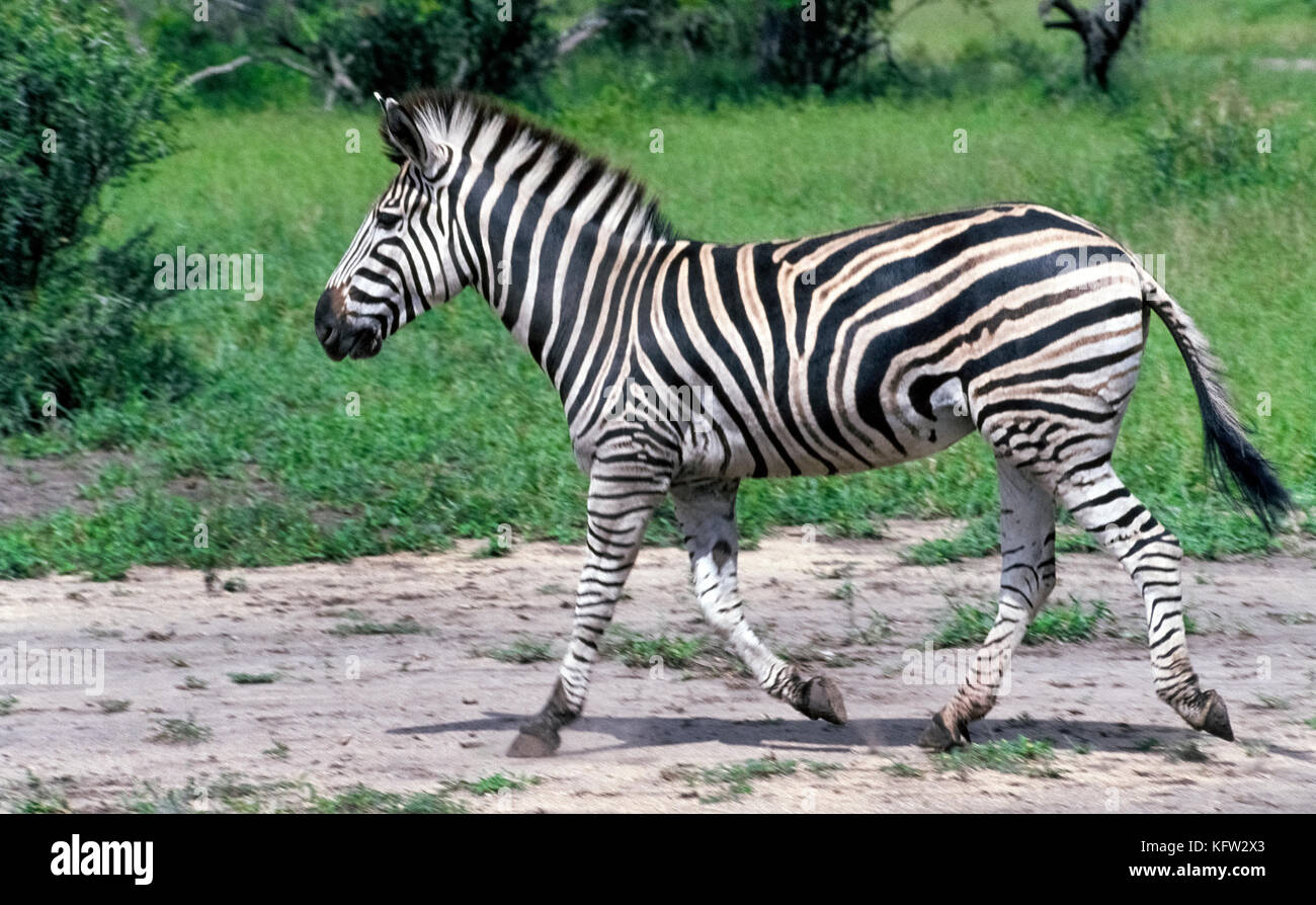 La Burchell's zebra (Equus quagga burchellii) è una sottospecie meridionale della pianura comune zebra che è stato nominato per il British explorer e naturalista John William Burchell. Può essere identificato dai più leggeri e sottili strisce di ombra tra le più grandi e più audace strisce nere sull'animale l'anca. Notare anche che il grassetto nero su strisce dell'animale corpo superiore diminuire notevolmente in termini di dimensioni sulle sue gambe. Questa femmina è stata fotografata in esecuzione in MalaMala Game Reserve, un posto popolare per i safari in Sud Africa. Foto Stock