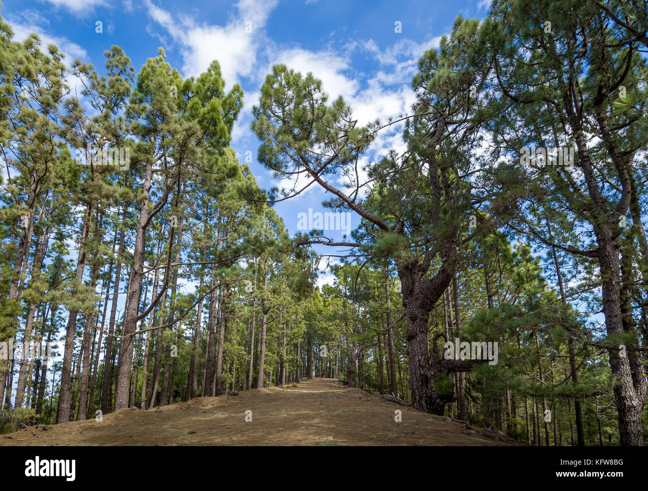 La esperanza foresta, isola di Tenerife Foto Stock