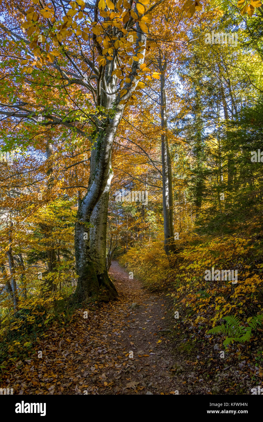 Colorata foresta di faggio in autunno - i colori autunnali, Baviera Germania, Europa Foto Stock