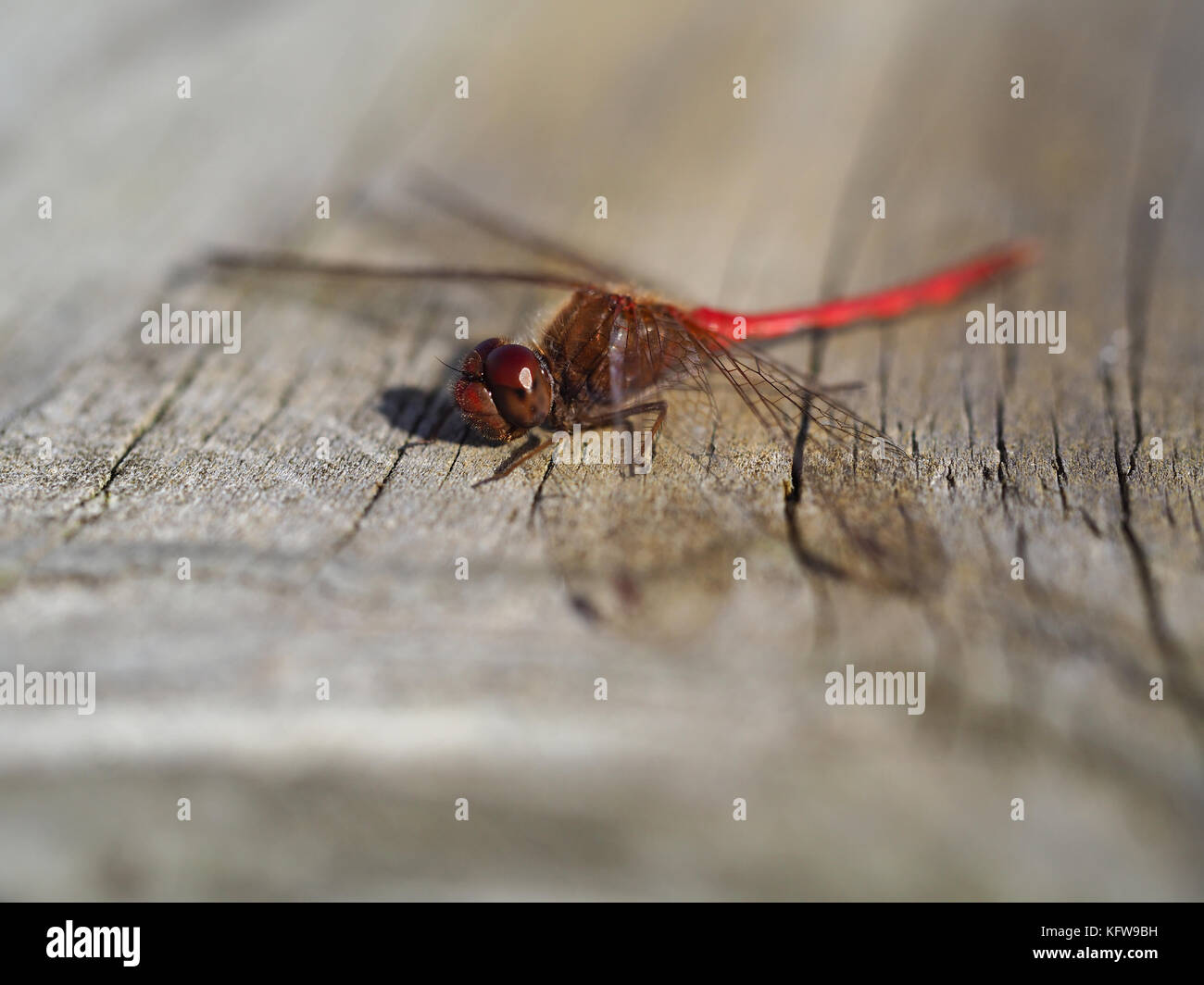 Autunno meadowhawk (♂ Sympetrum vicinum) seduto su di una superficie di legno Foto Stock