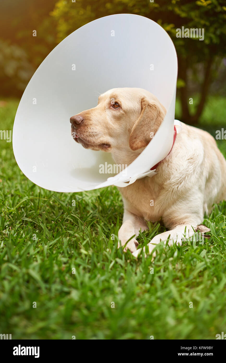 Il labrador cane con cono di plastica cercando Foto Stock