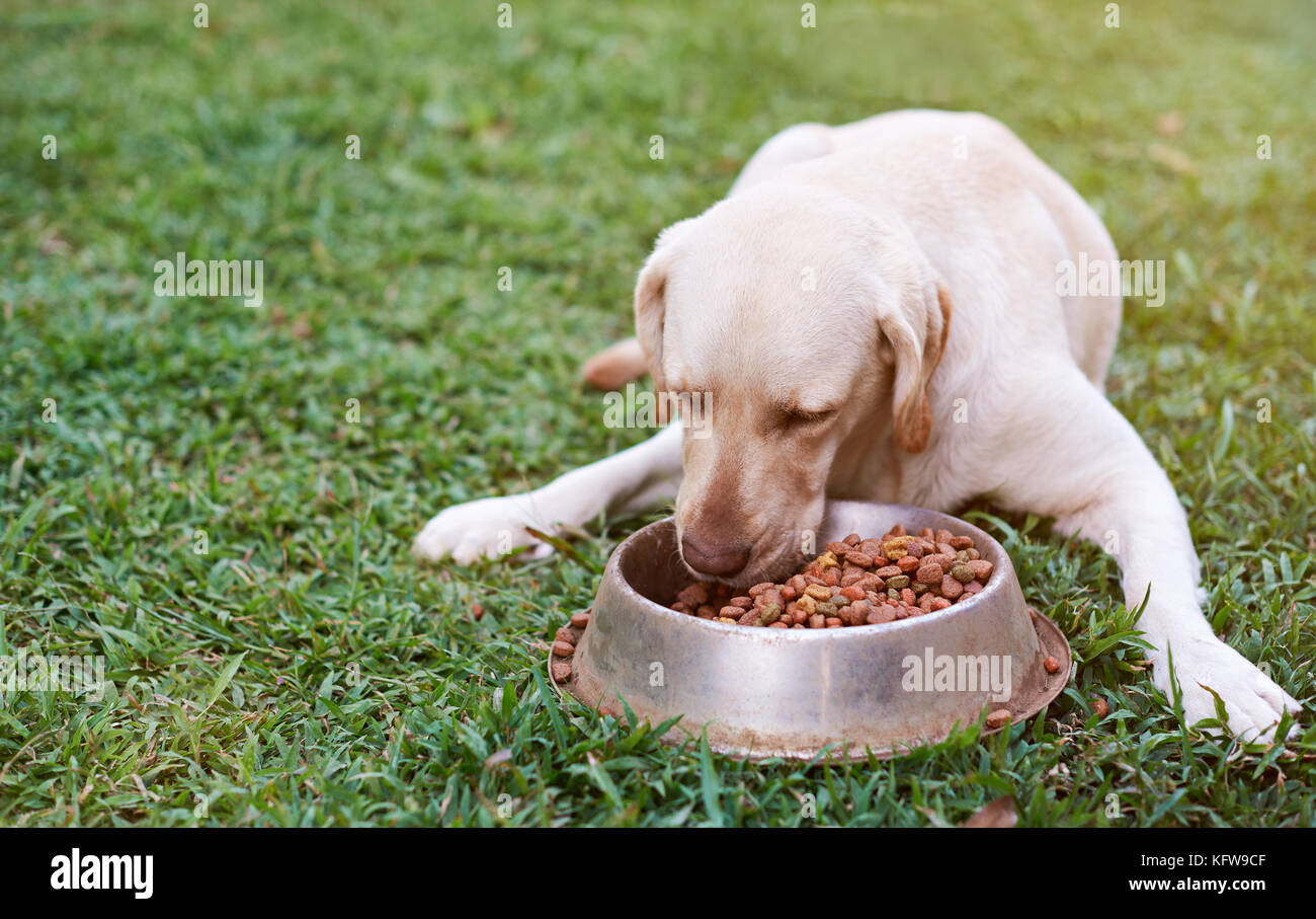 Brown labrador mangiare sull'erba verde dal recipiente di metallo su sfondo sfocato Foto Stock