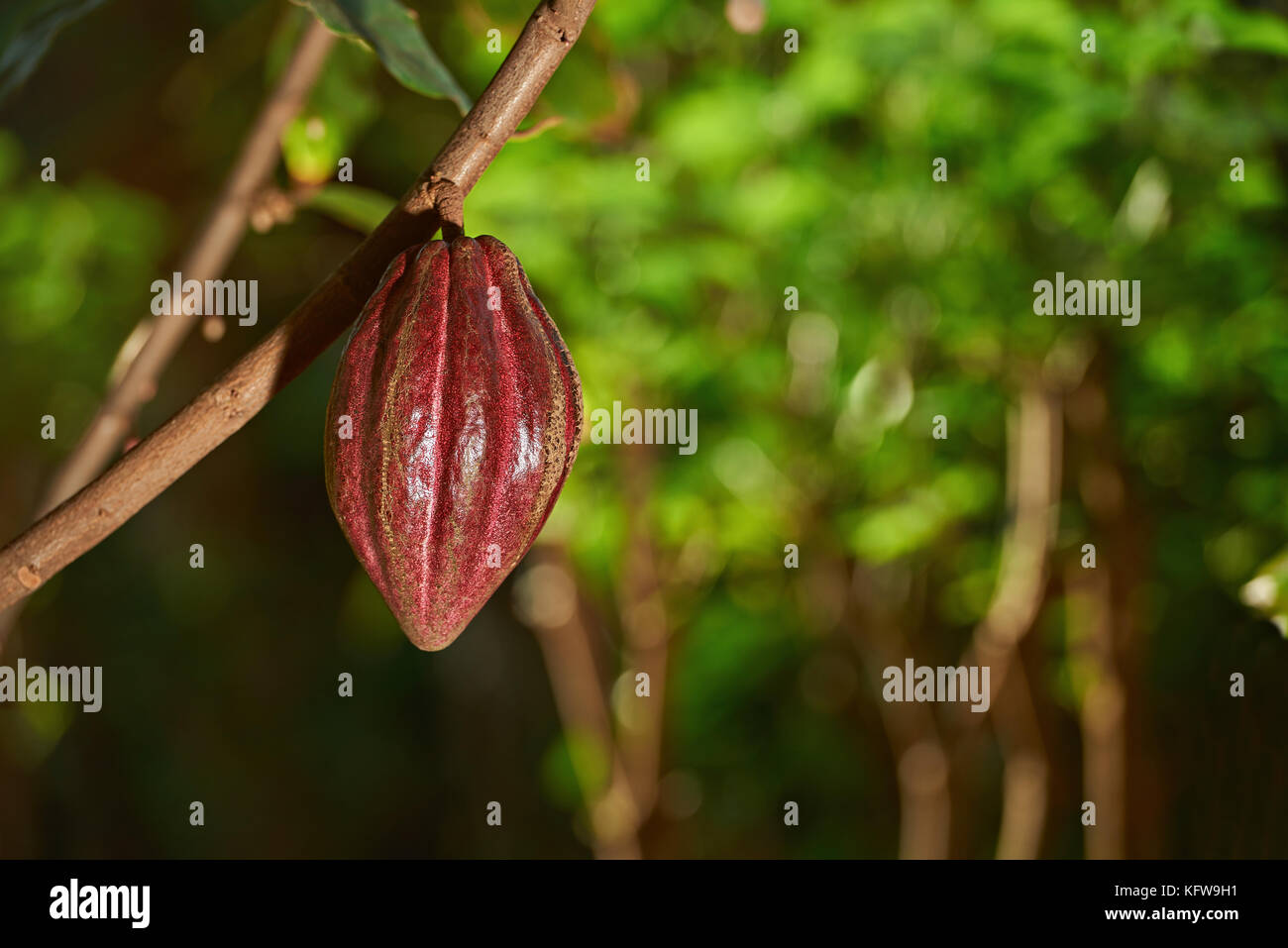Cacao Marrone impianto pod appeso sul ramo di albero. agricoltura fattoria di cacao Foto Stock
