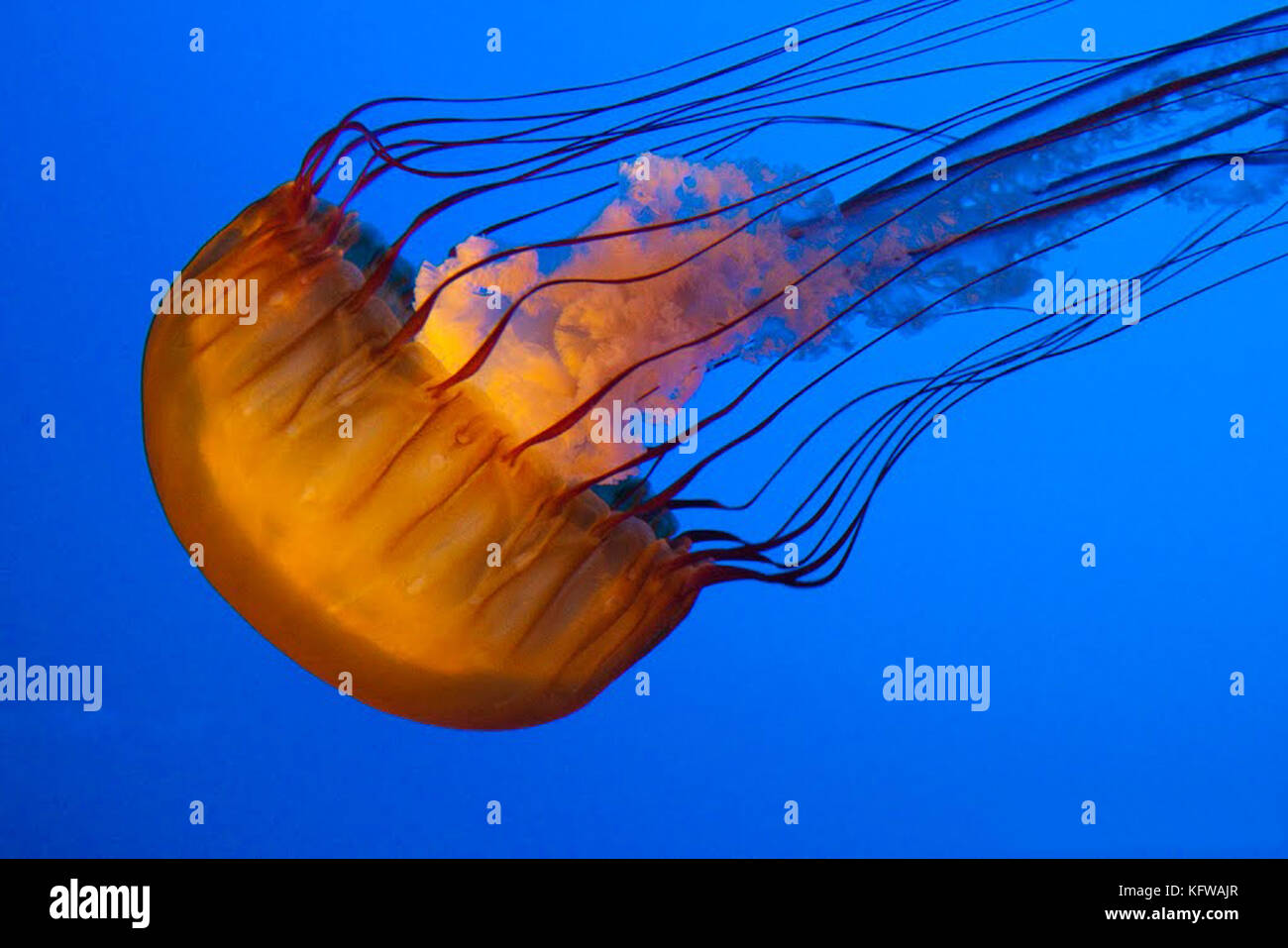 Medusa su uno sfondo blu. Foto Stock