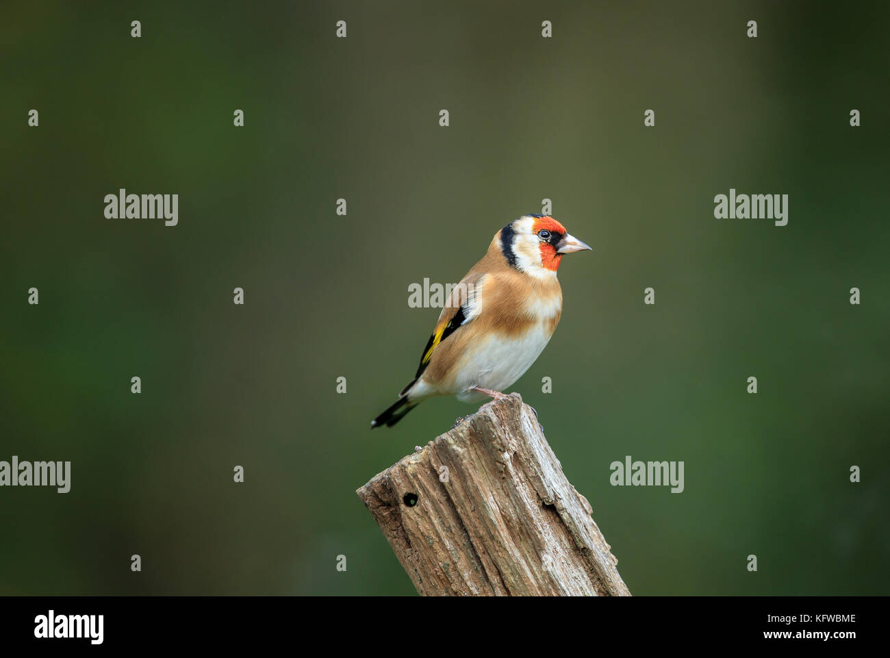 Un europeo cardellino Foto Stock
