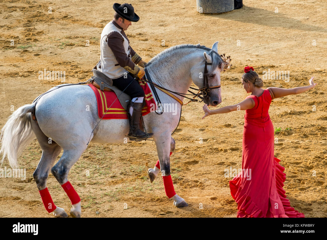Cavallo andaluso e cavaliere in concerto con una ballerina di flamenco. Andalusia, Spagna Foto Stock