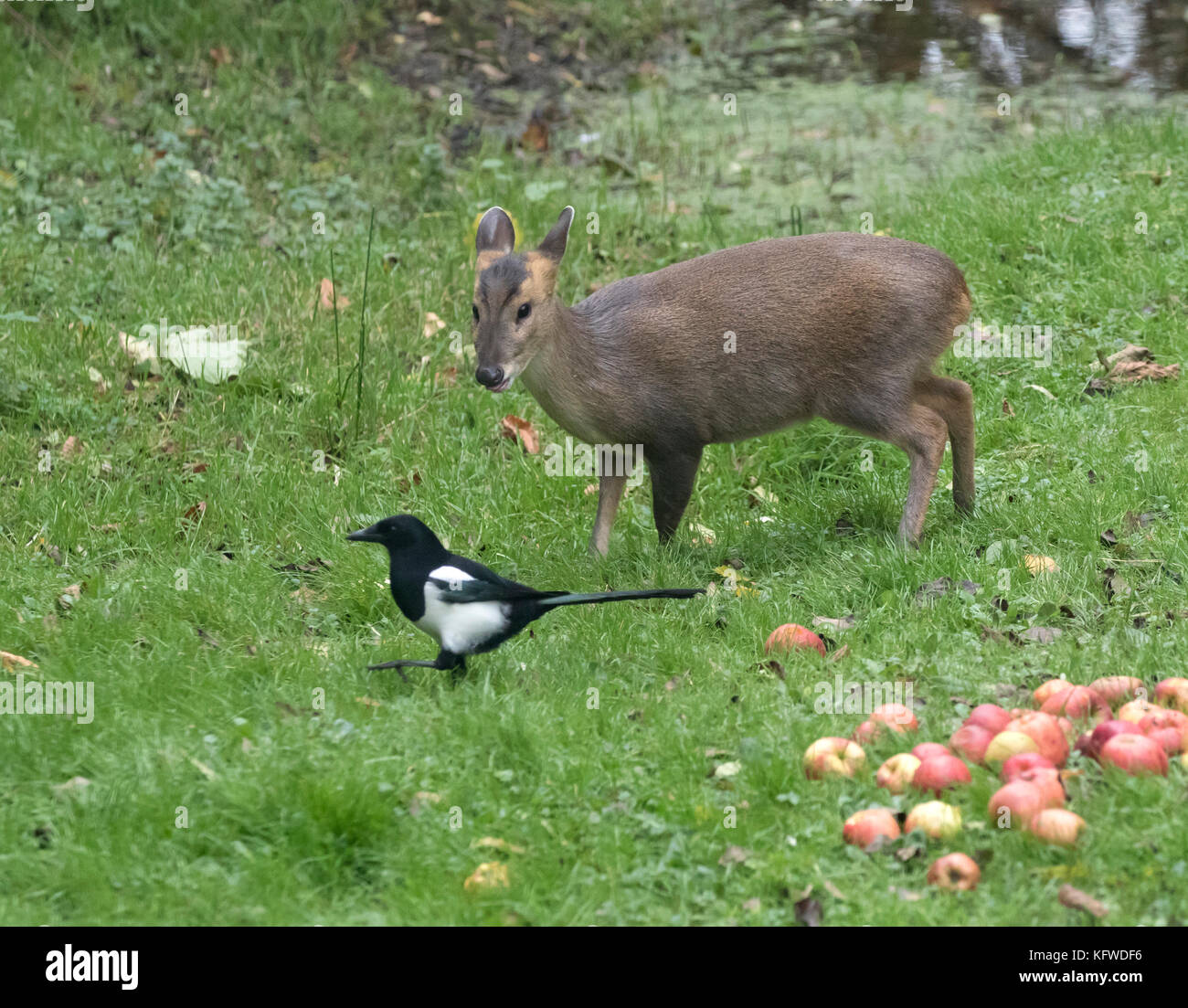 Muntjac muntiacus reevesi anche barking deer con mele e la gazza Foto Stock