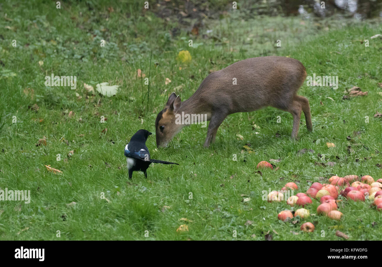 Muntjac muntiacus reevesi anche barking deer con mele e la gazza Foto Stock