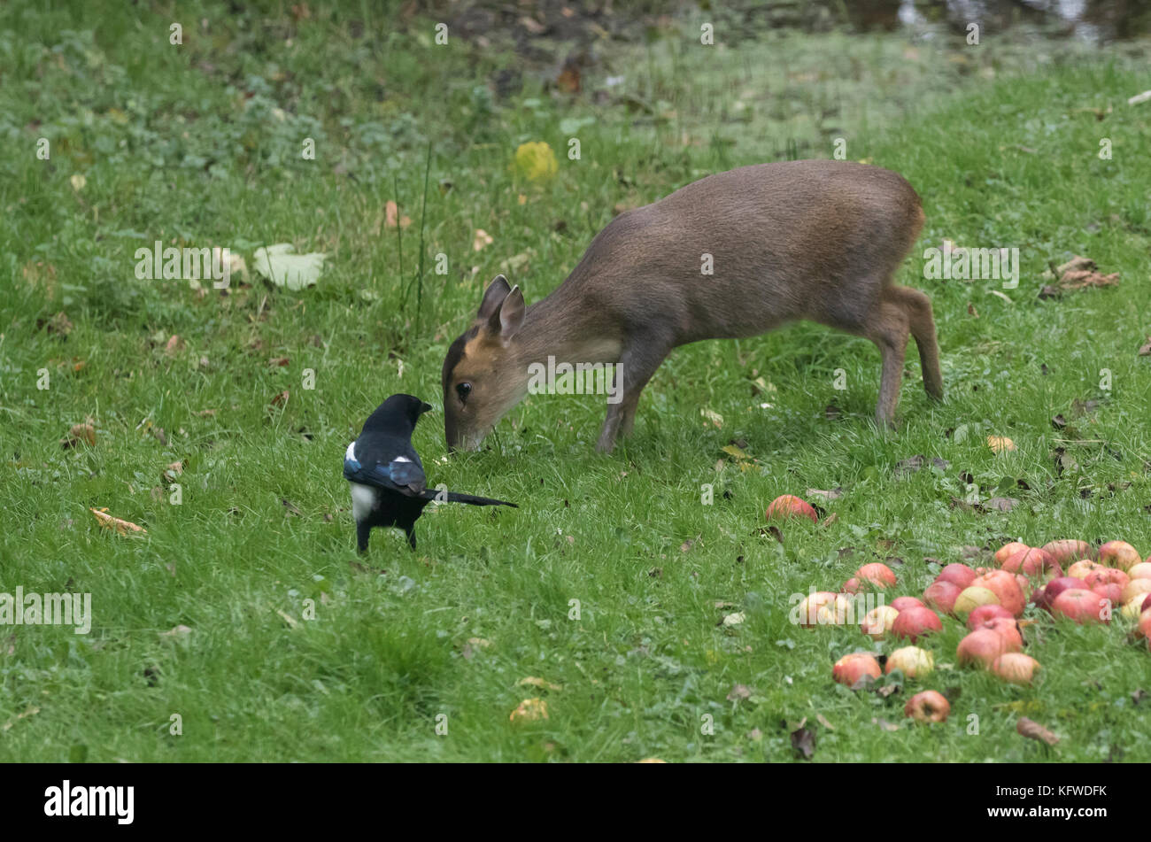 Muntjac muntiacus reevesi anche barking deer con mele e la gazza Foto Stock