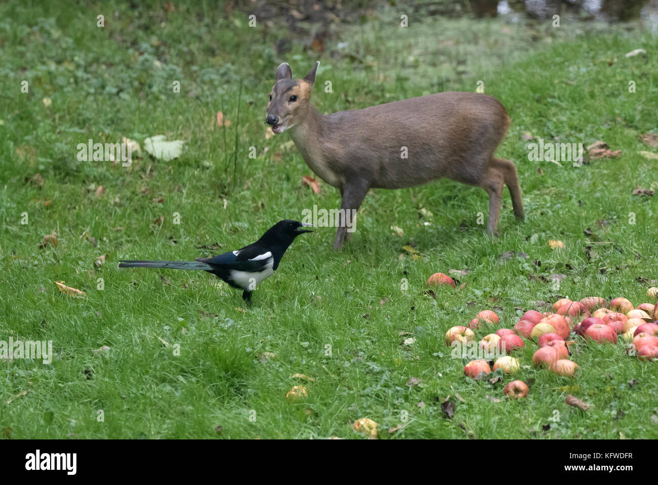 Muntjac muntiacus reevesi anche barking deer con mele e la gazza Foto Stock