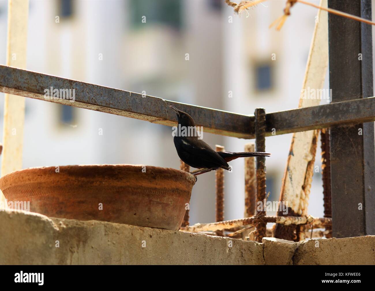 Indian robin acqua potabile Foto Stock