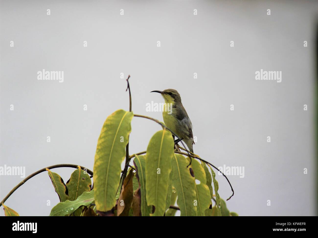Un sun bird su tree top Foto Stock